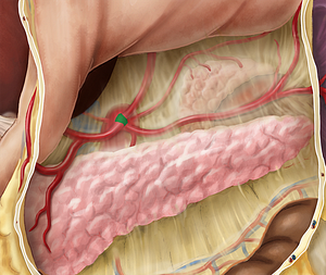 Celiac trunk (#9604)