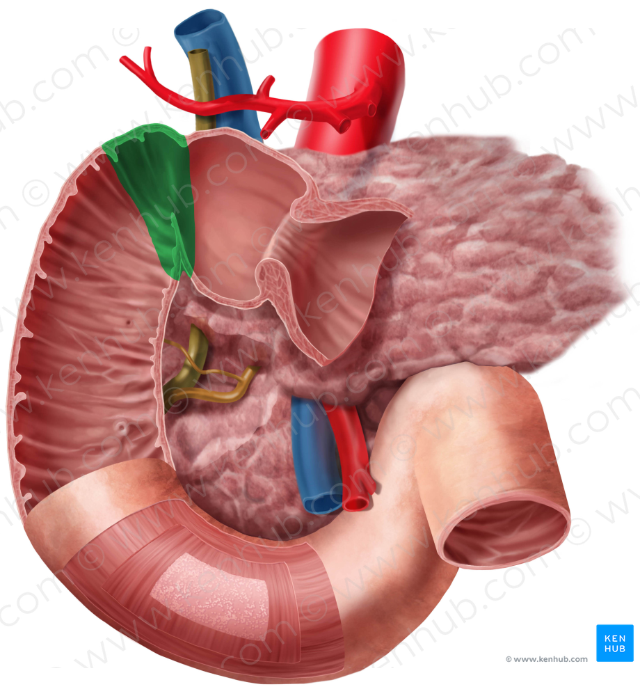 Superior duodenal flexure (#3705)