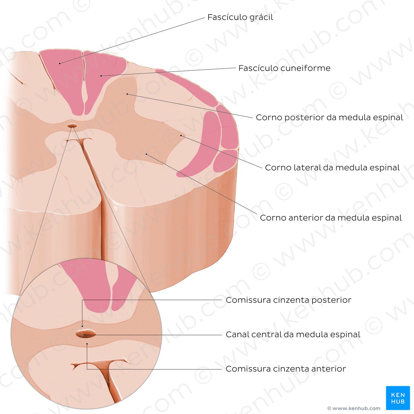 Spinal cord: Cross section (Internal morphology) (Portuguese)
