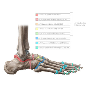 Joints of the foot (Portuguese)