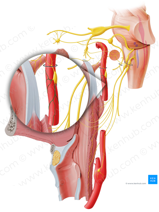 External carotid plexus (#7966)