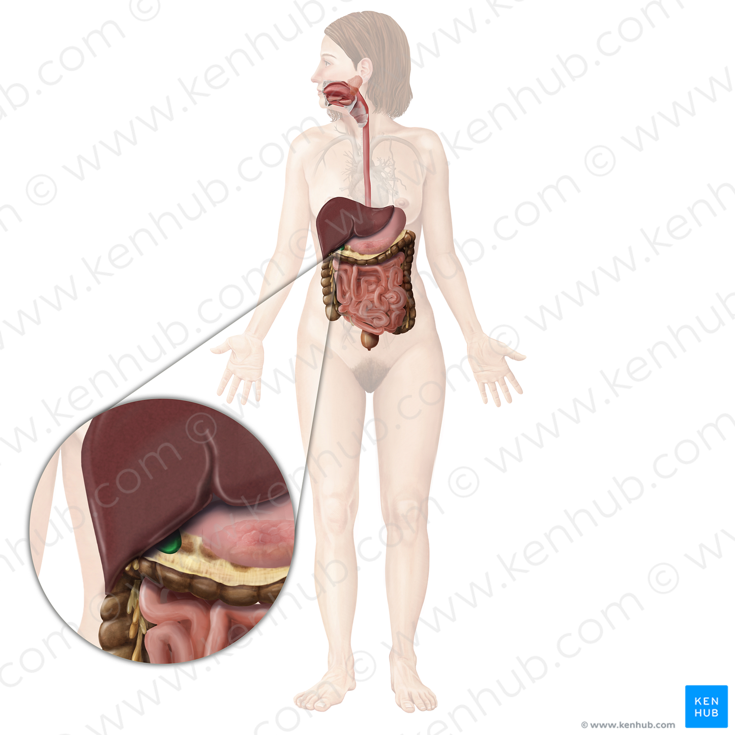 Gallbladder (#19969)