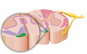 Tectospinal tract (#12064)