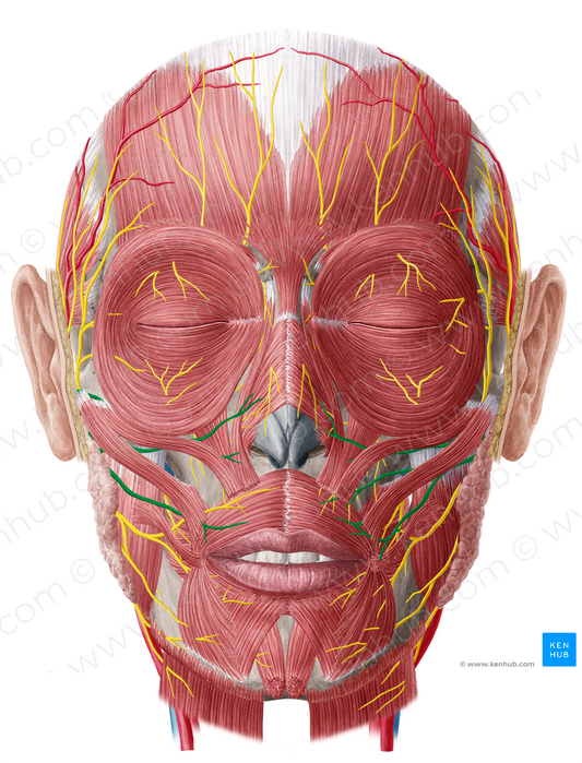 Zygomatic branches of facial nerve (#8581)