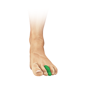 3rd toe (#19522)