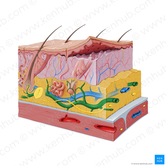 Subcutaneous arterial plexus (#19853)