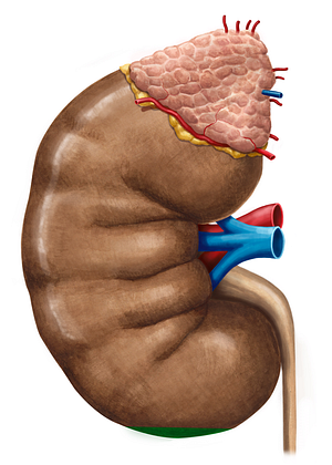 Inferior pole of kidney (#3437)