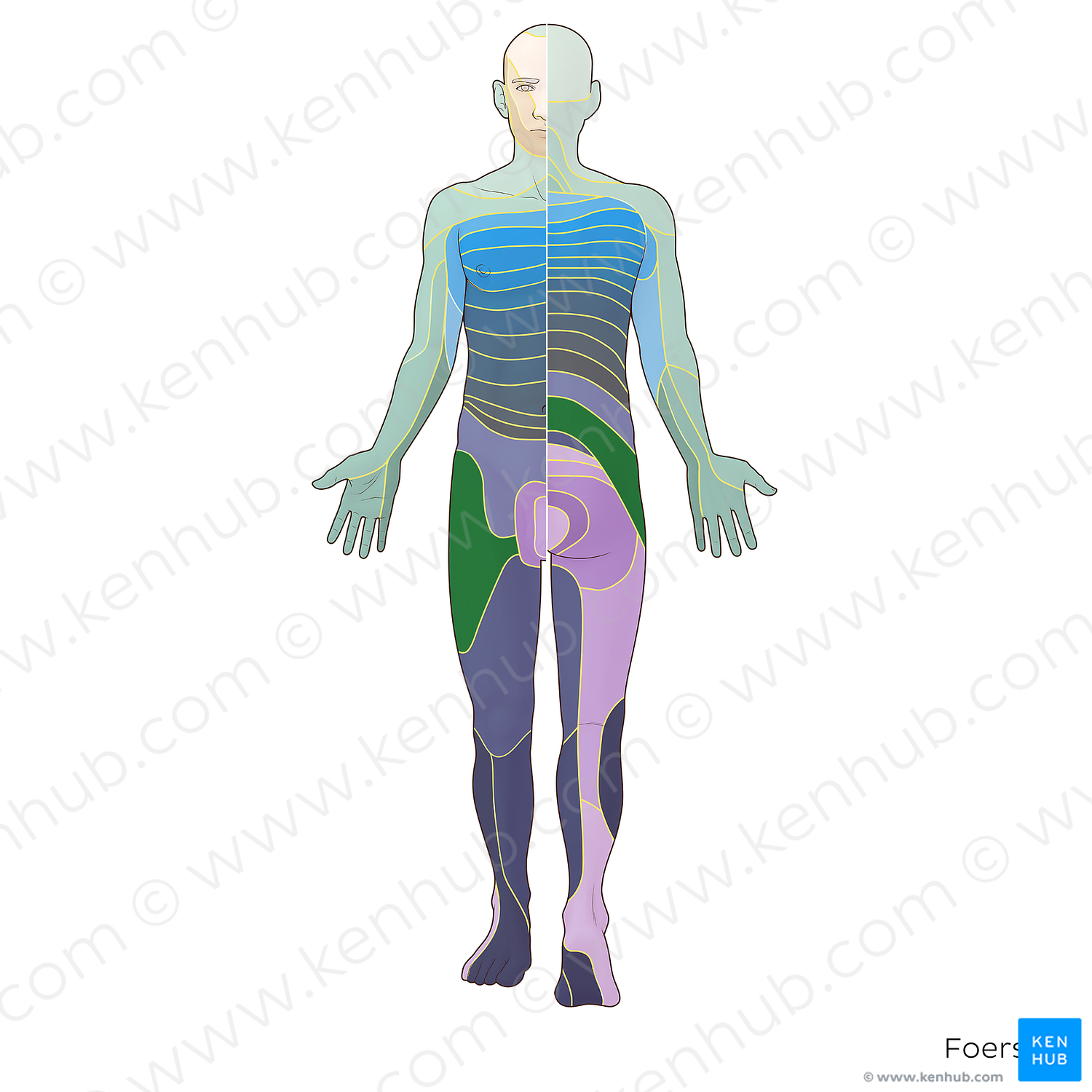 L2 dermatome (#20856)