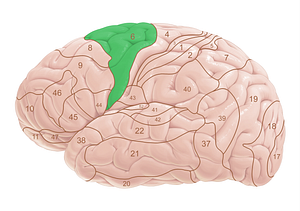 Brodmann area 6 (#18011)