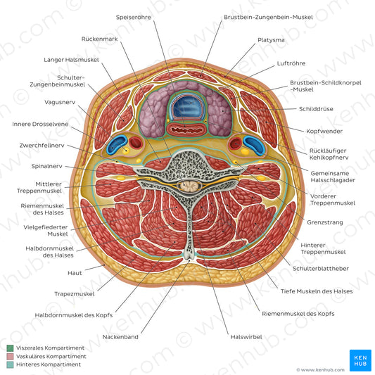 Compartments of the neck: Contents (German)