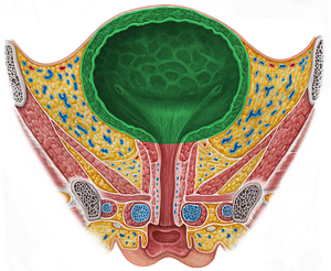 Body of urinary bladder (#3031)