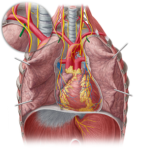 Internal thoracic artery (#1909)