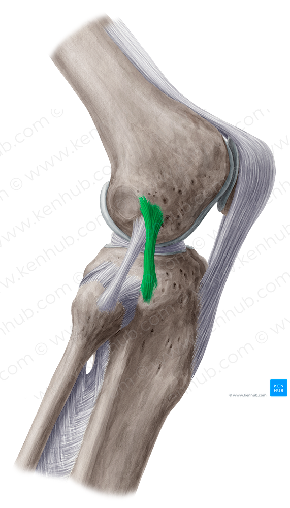 Anterolateral ligament of knee (#4468)