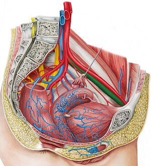 Left external iliac vein (#10308)