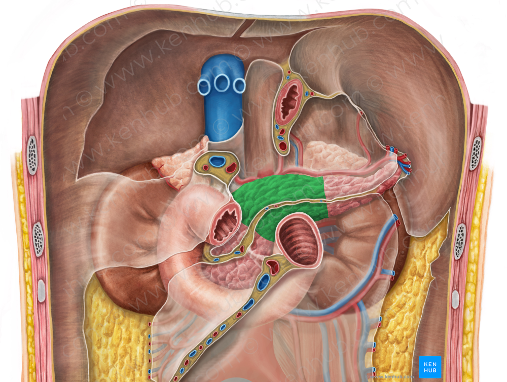 Body of pancreas (#2988)