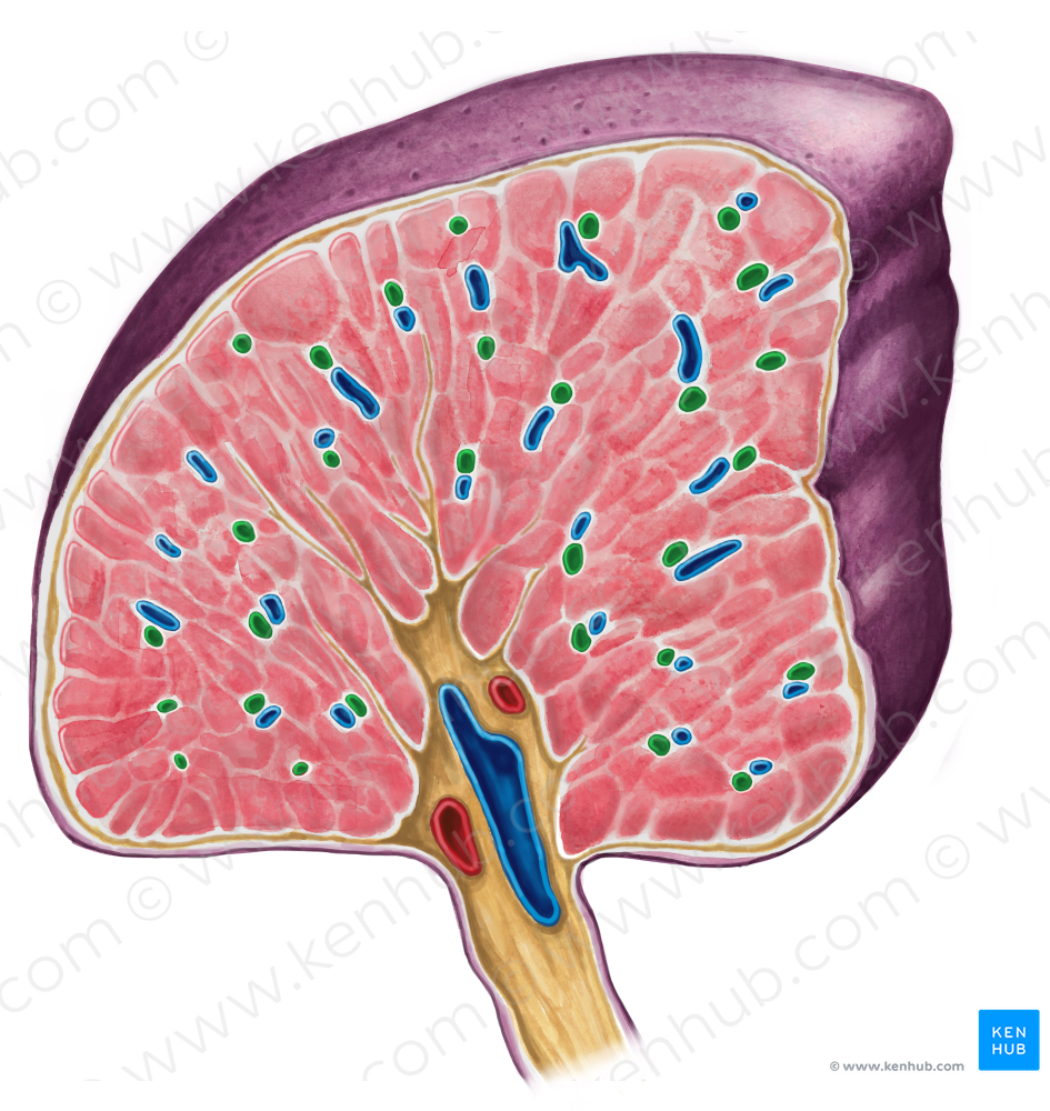Trabecular artery of spleen (#1232)
