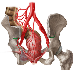 Superior gluteal artery (#1317)