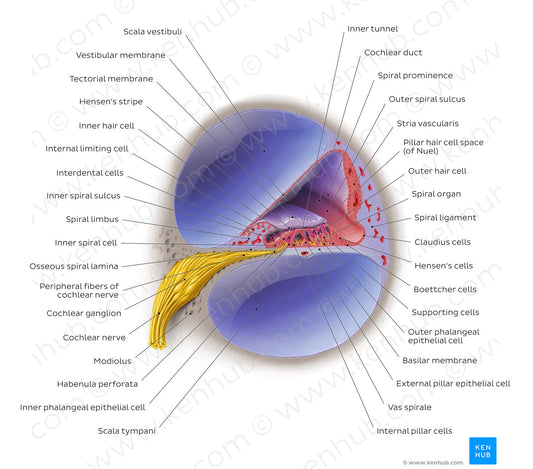 Cochlea (English)