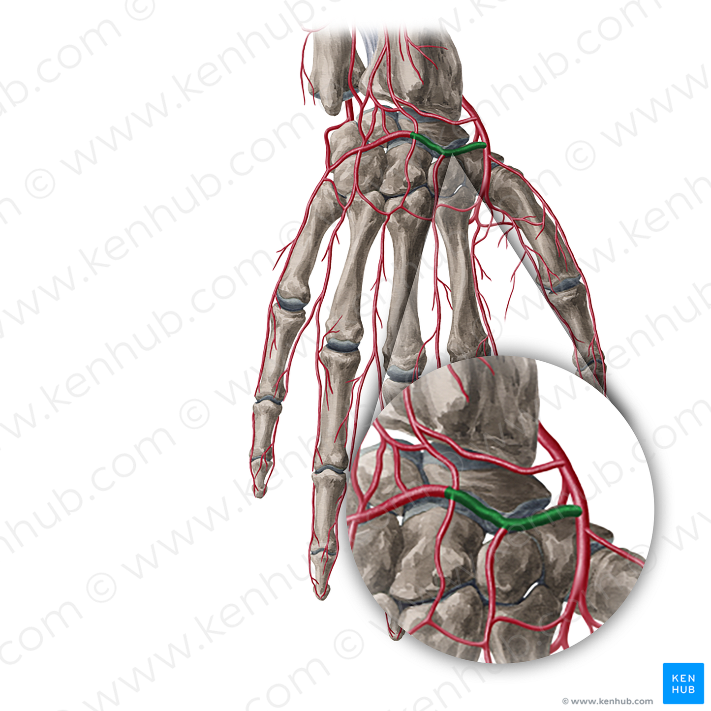 Dorsal carpal branch of radial artery (#20417)