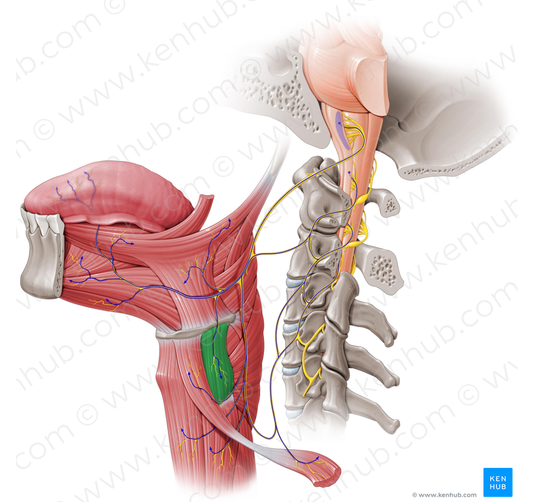 Thyrohyoid muscle (#6095)