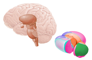 Pulvinar of thalamus (#8409)