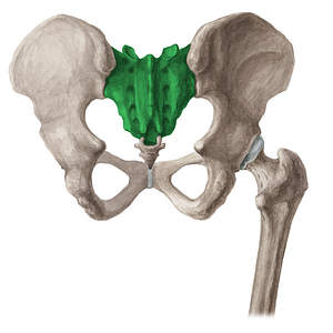 Sacrum (#16029)