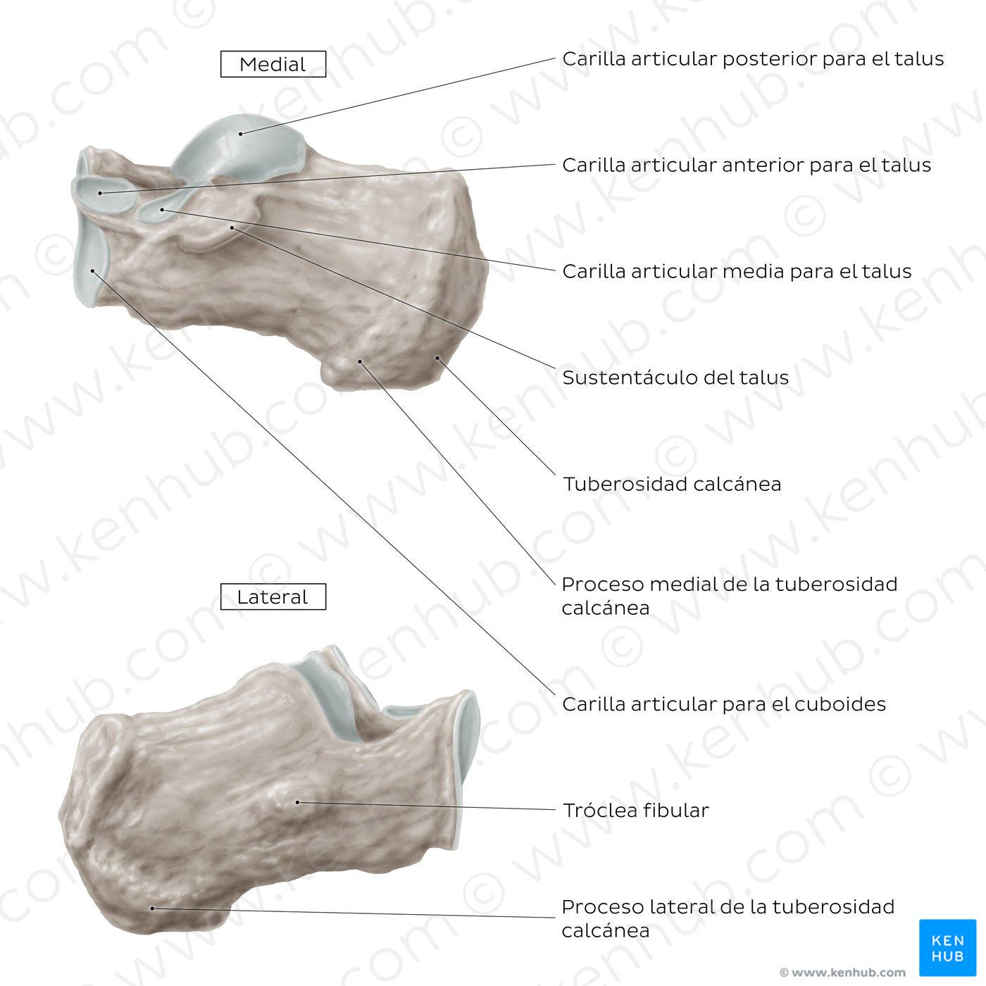 Calcaneus (Medial and lateral view) (Spanish)