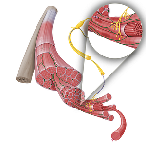 Blood vessels of skeletal muscle (#17252)