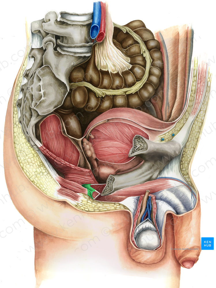 Perineal body (#2563)