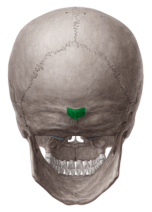 External occipital protuberance (#8387)