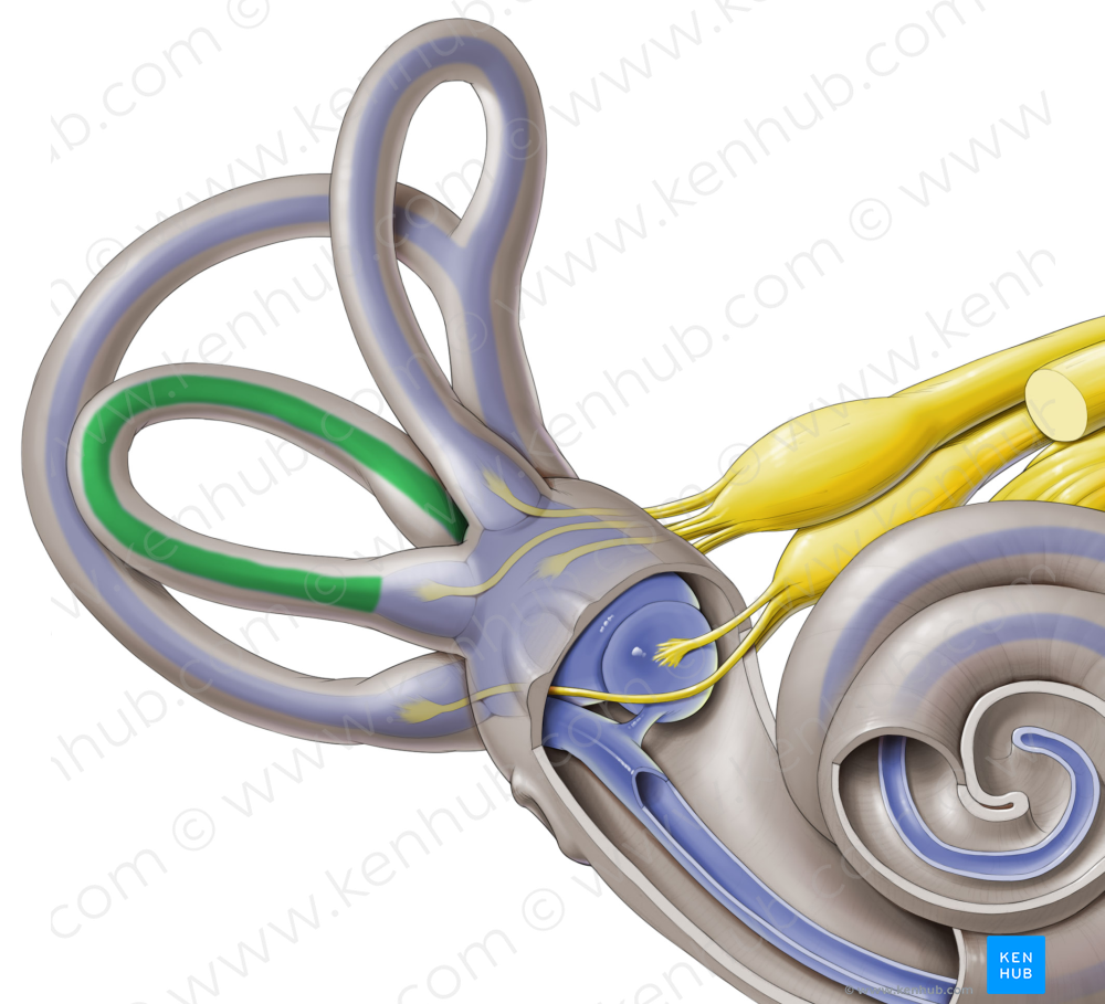 Lateral semicircular duct (#3346)