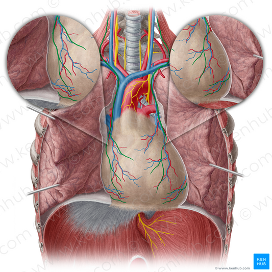 Phrenic nerve (#6687)