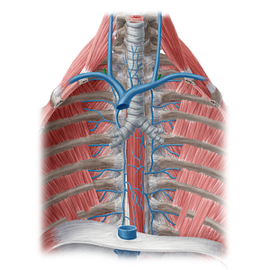 External jugular vein (#20479)