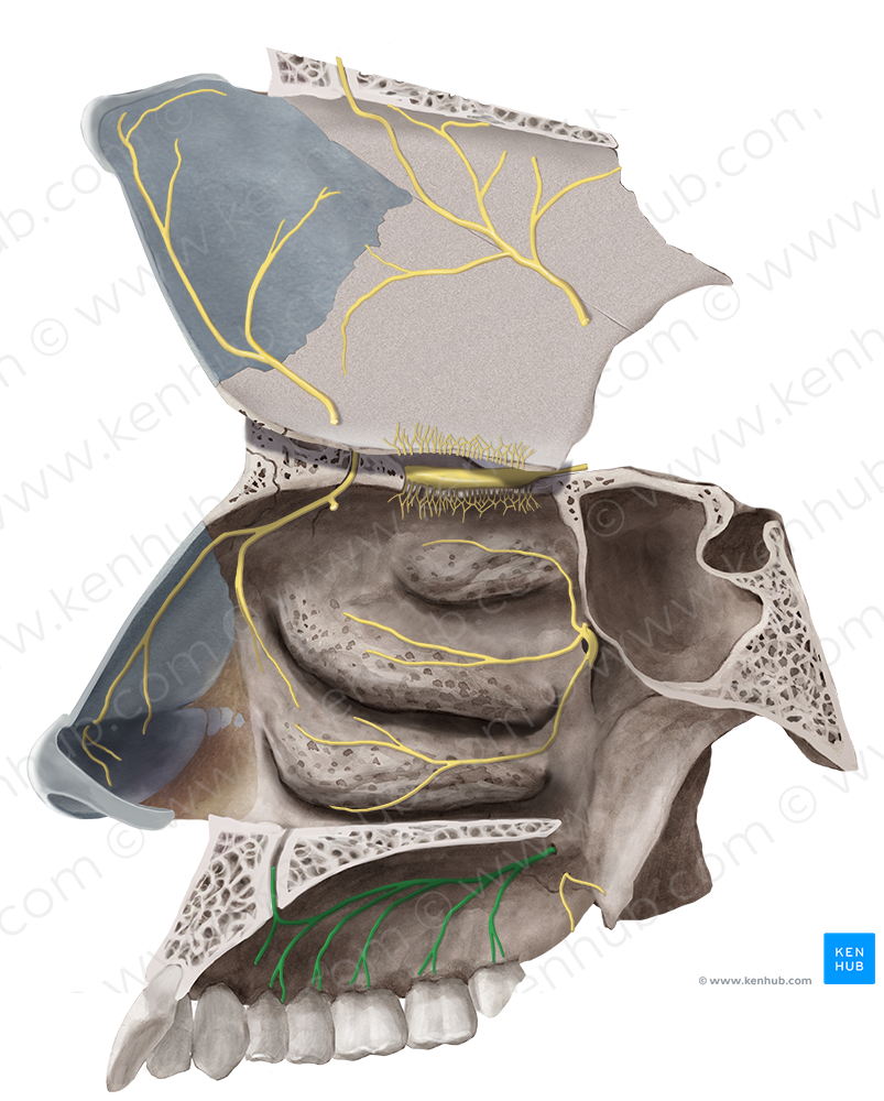 Greater palatine nerve (#6650)