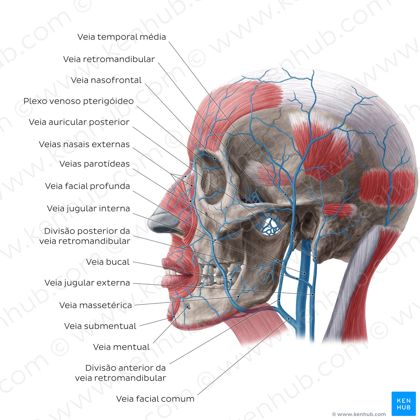 Veins of face and scalp (Lateral view) (Portuguese)