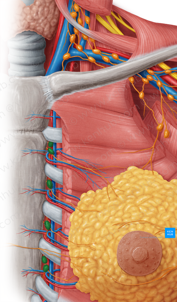 Parasternal lymph nodes (#7075)