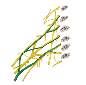 Median nerve (#6572)