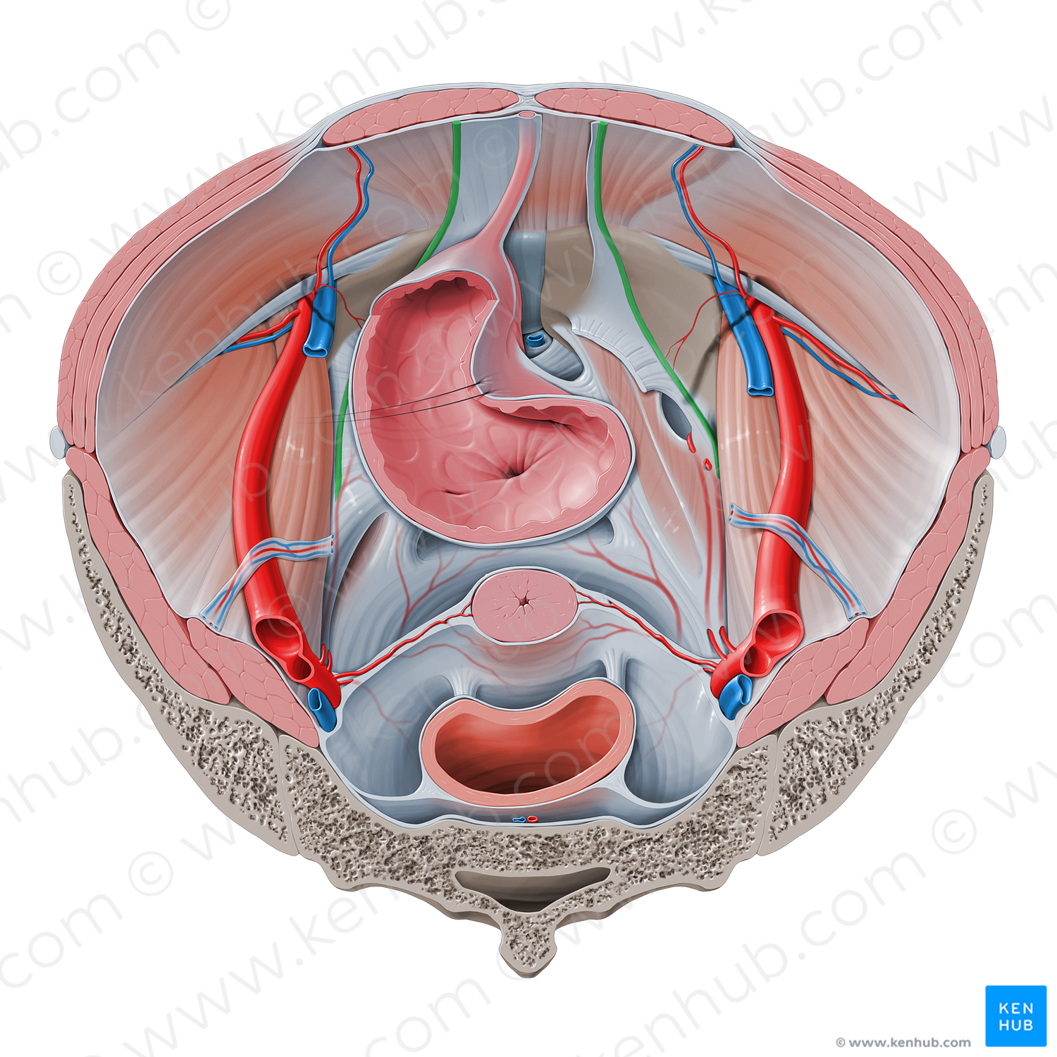 Medial umbilical ligament (#4672)