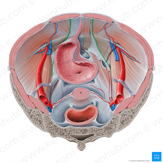 Medial umbilical ligament (#4672)