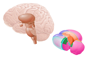 Lateral posterior nucleus (#7209)