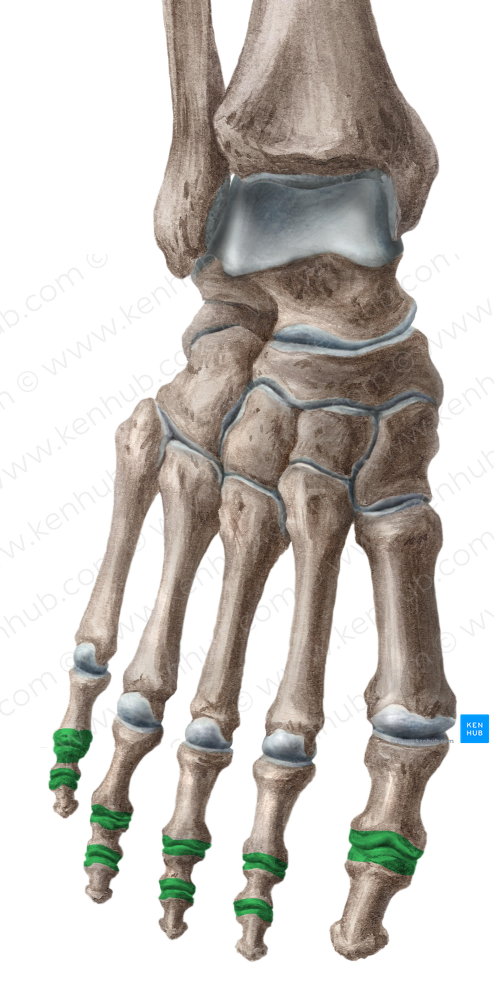 Interphalangeal joints of foot (#2035)