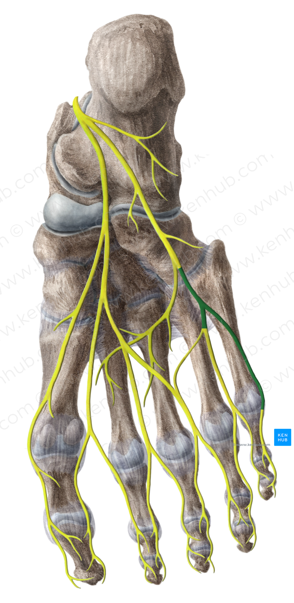 Superficial branch of lateral plantar nerve (#8804)