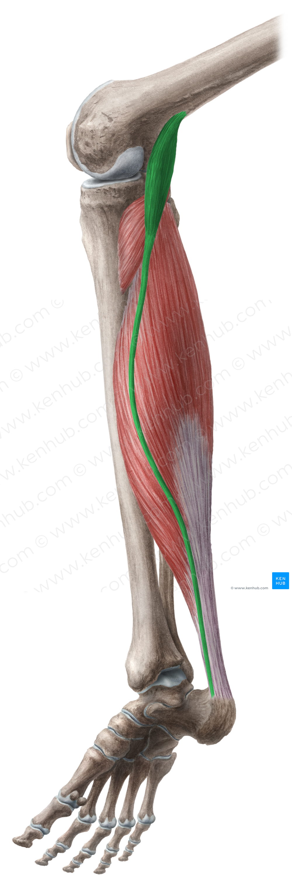 Plantaris muscle (#5765)