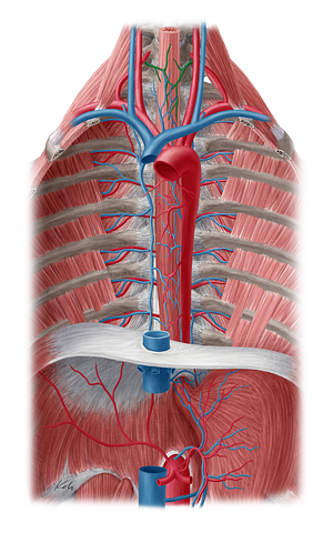 Esophageal branches of inferior thyroid artery (#8528)