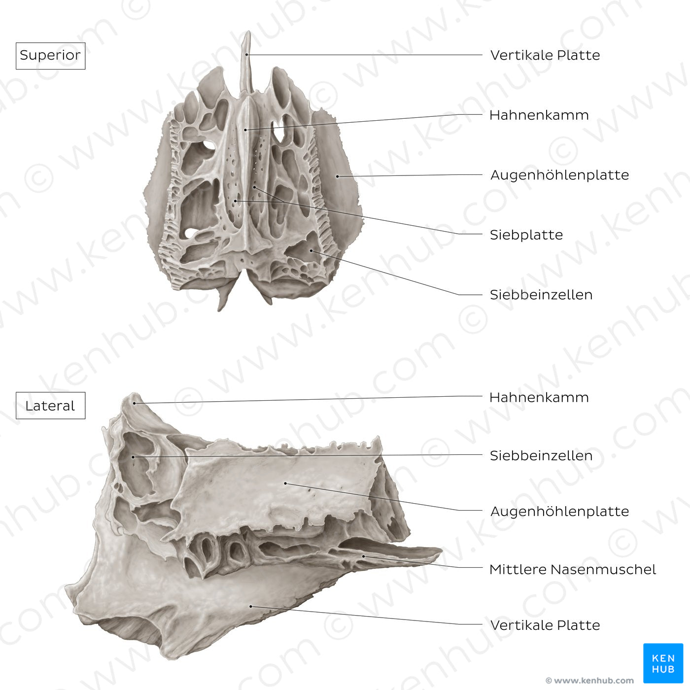 Ethmoid bone (superior and lateral views) (German)
