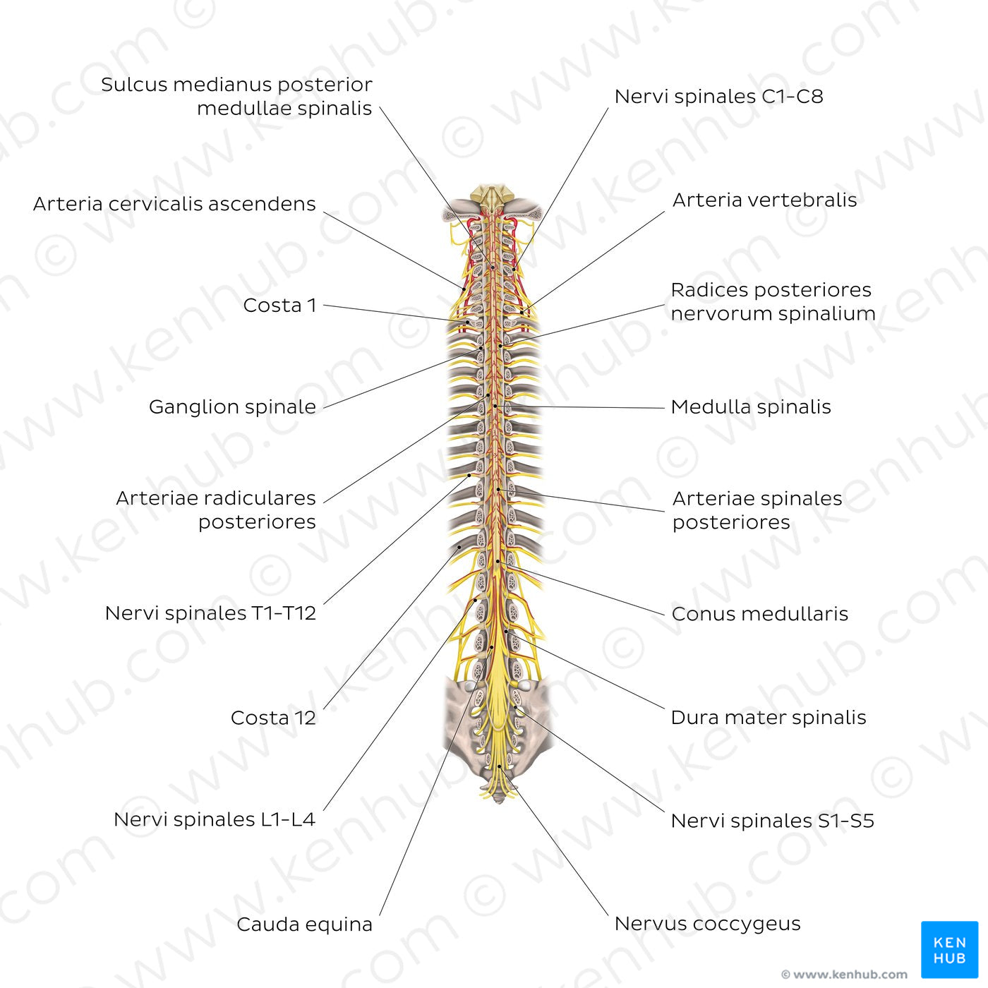 Structure of the spinal cord (Latin)