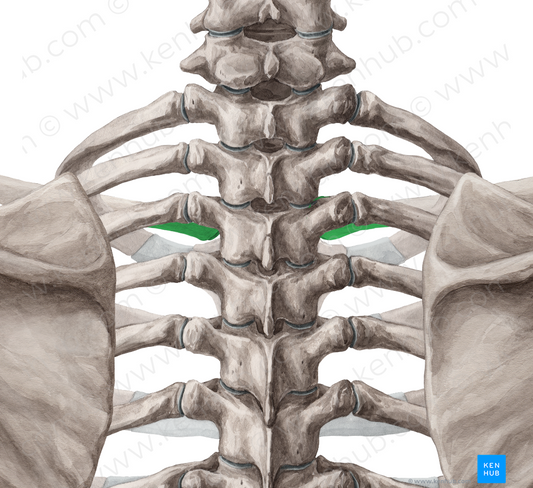 Sternal end of clavicle (#3442)