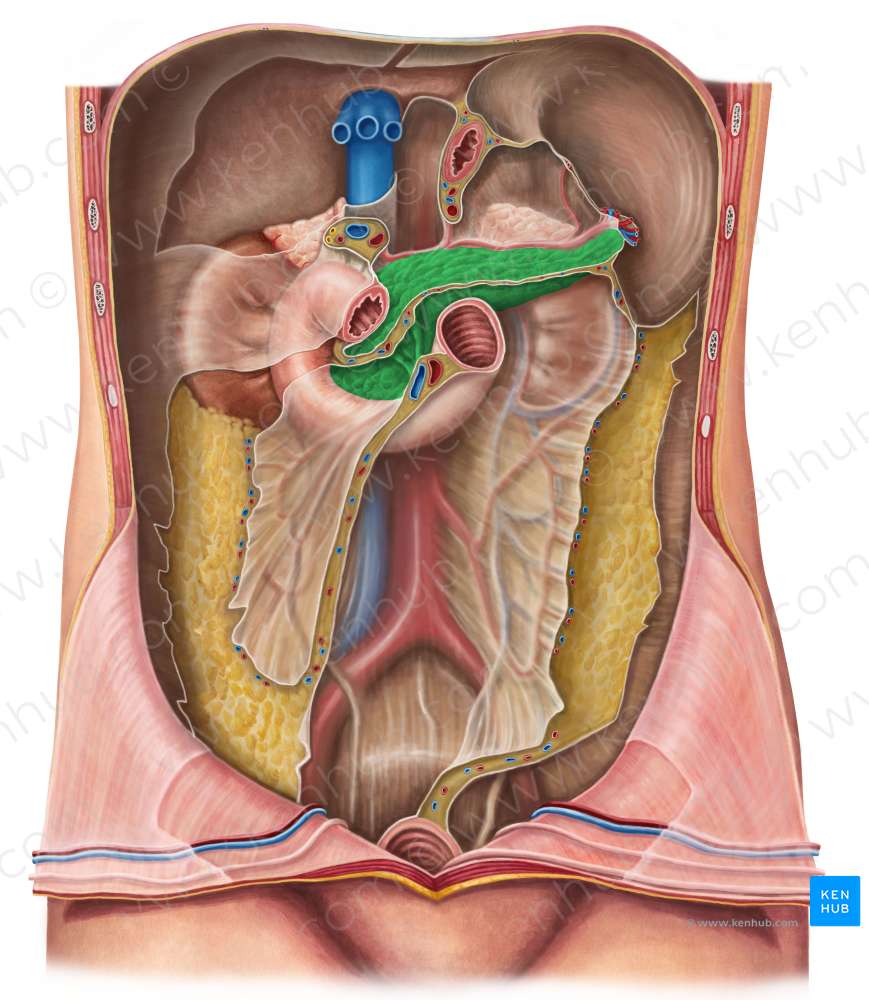 Pancreas (#7610)