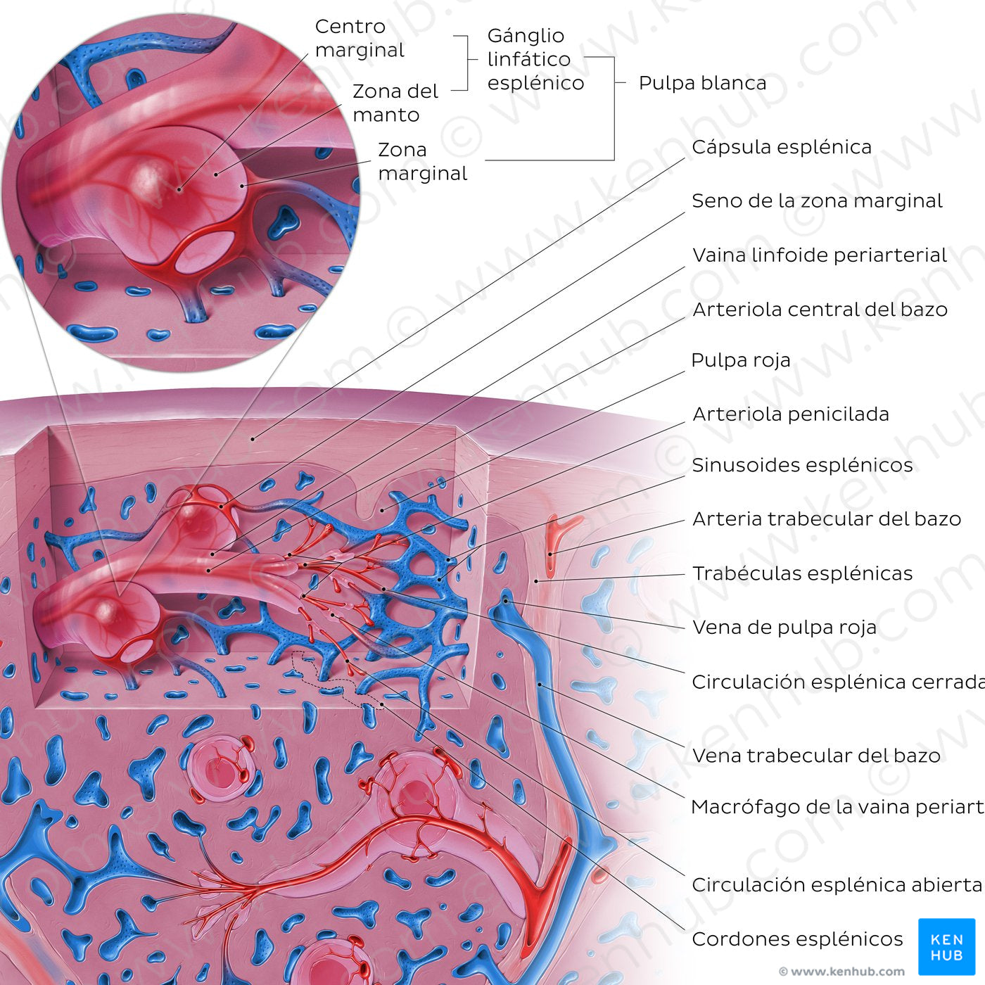 Spleen microcirculation (Spanish)
