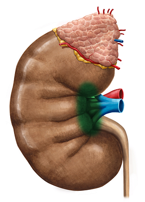 Hilum of kidney (#4240)
